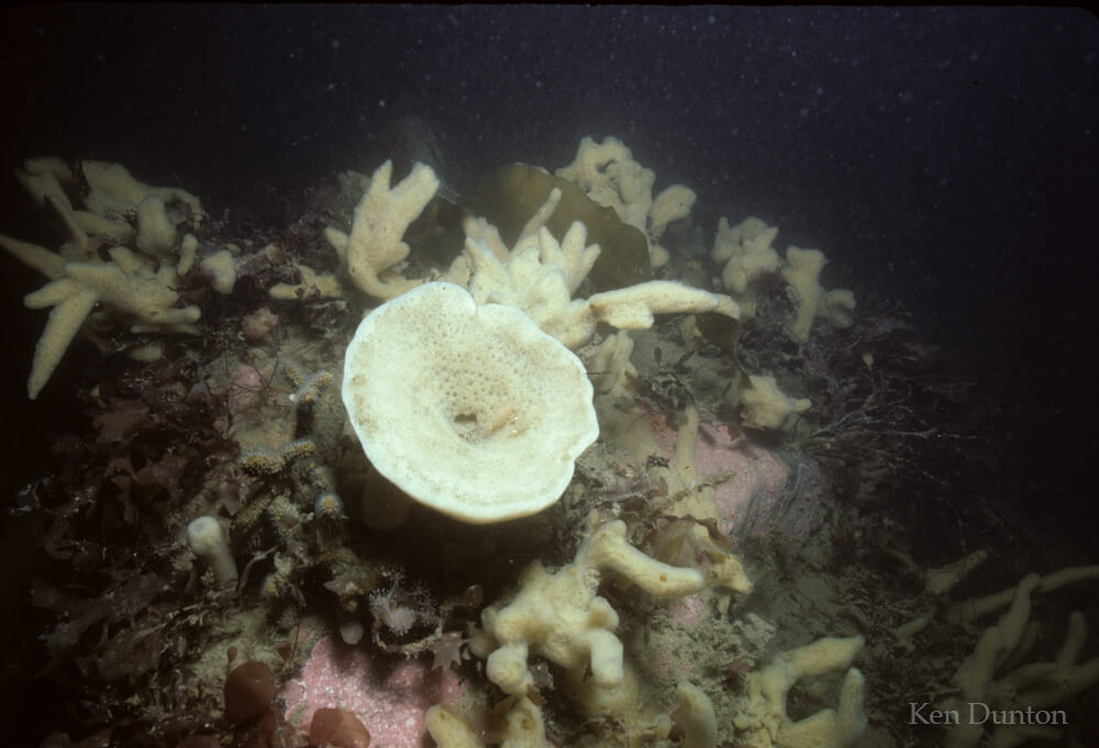 Sponges: Phakellia cribrosa, Haliclona rufescens